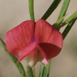 Photographie n°806994 du taxon Lathyrus sphaericus Retz. [1783]