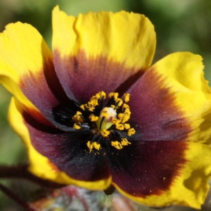 Photographie n°806996 du taxon Tuberaria guttata (L.) Fourr. [1868]