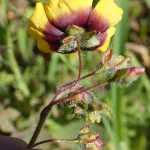 Photographie n°806999 du taxon Tuberaria guttata (L.) Fourr. [1868]