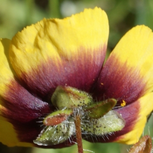 Photographie n°807003 du taxon Tuberaria guttata (L.) Fourr. [1868]