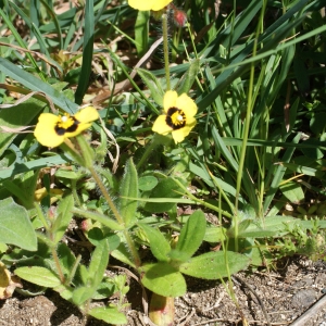 Photographie n°807011 du taxon Tuberaria guttata (L.) Fourr. [1868]