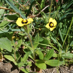 Photographie n°807014 du taxon Tuberaria guttata (L.) Fourr. [1868]