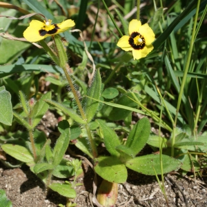 Photographie n°807016 du taxon Tuberaria guttata (L.) Fourr. [1868]