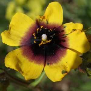 Photographie n°807031 du taxon Tuberaria guttata (L.) Fourr. [1868]