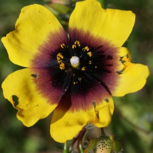 Photographie n°807032 du taxon Tuberaria guttata (L.) Fourr. [1868]