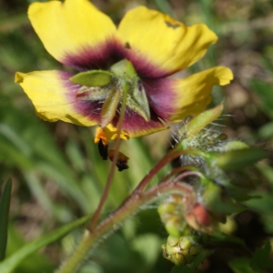 Photographie n°807037 du taxon Tuberaria guttata (L.) Fourr. [1868]