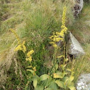 Photographie n°807598 du taxon Veratrum album L. [1753]