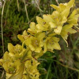 Photographie n°807601 du taxon Veratrum album L. [1753]