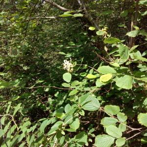 Photographie n°807620 du taxon Lonicera periclymenum L. [1753]