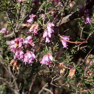 Photographie n°807935 du taxon Erica erigena R.Ross [1969]