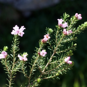 Photographie n°807944 du taxon Erica erigena R.Ross [1969]