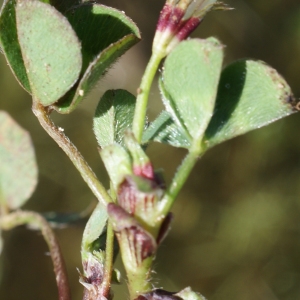 Photographie n°807957 du taxon Trifolium subterraneum L. [1753]