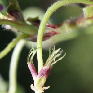 Photographie n°807963 du taxon Trifolium subterraneum L. [1753]