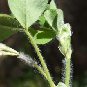 Photographie n°807966 du taxon Trifolium subterraneum L. [1753]