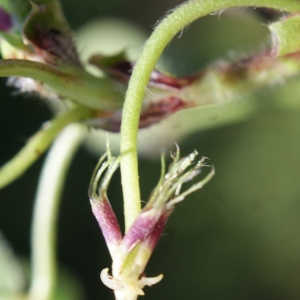 Photographie n°807968 du taxon Trifolium subterraneum L. [1753]