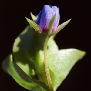 Photographie n°808008 du taxon Anagallis arvensis subsp. micrantha (Gren.) P.Fourn. [1937]