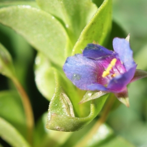 Photographie n°808013 du taxon Anagallis arvensis subsp. micrantha (Gren.) P.Fourn. [1937]