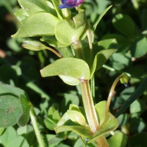 Photographie n°808015 du taxon Anagallis arvensis subsp. micrantha (Gren.) P.Fourn. [1937]