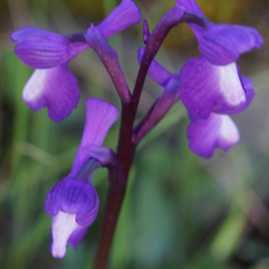 Photographie n°808026 du taxon Orchis morio sensu L. [1754]