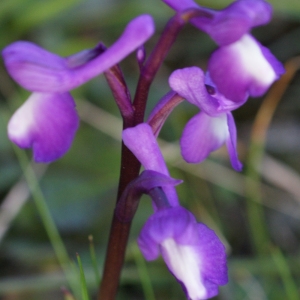 Photographie n°808027 du taxon Orchis morio sensu L. [1754]