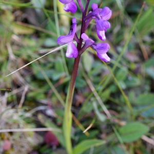 Photographie n°808029 du taxon Orchis morio sensu L. [1754]