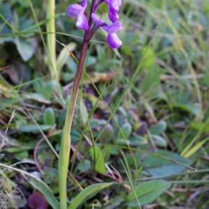 Photographie n°808030 du taxon Orchis morio sensu L. [1754]