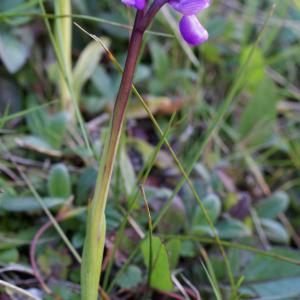 Photographie n°808033 du taxon Orchis morio sensu L. [1754]