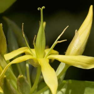 Photographie n°808038 du taxon Gentiana lutea subsp. lutea 