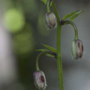 Photographie n°808134 du taxon Lilium martagon L.