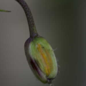 Photographie n°808135 du taxon Lilium martagon L.