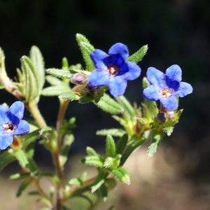 Photographie n°808558 du taxon Lithodora diffusa subsp. lusitanica (Samp.) P.Silva & Rozeira [1964]