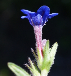 Liliane Roubaudi, le 26 avril 2016 (Portugal (serra de Monchique))