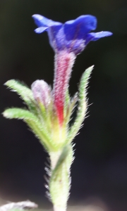 Liliane Roubaudi, le 26 avril 2016 (Portugal (serra de Monchique))