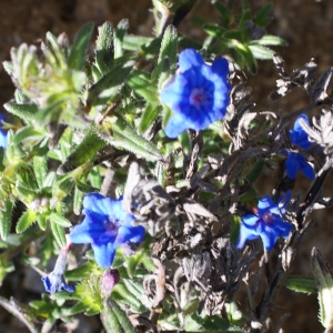  - Lithodora diffusa subsp. lusitanica (Samp.) P.Silva & Rozeira [1964]