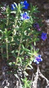 Liliane Roubaudi, le 26 avril 2016 (Portugal (serra de Monchique))