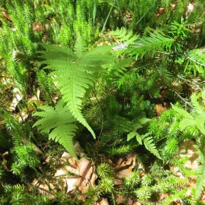 Photographie n°808832 du taxon Phegopteris connectilis (Michx.) Watt [1867]