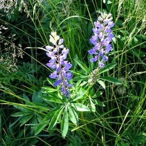 Photographie n°808851 du taxon Lupinus polyphyllus Lindl. [1827]