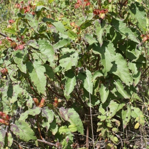 Photographie n°808875 du taxon Cistus populifolius L. [1753]