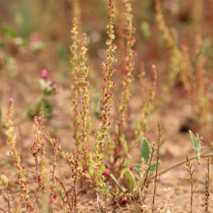 Photographie n°808879 du taxon Rumex bucephalophorus L. [1753]