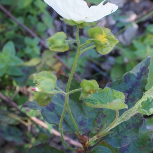 Photographie n°808882 du taxon Cistus populifolius L. [1753]