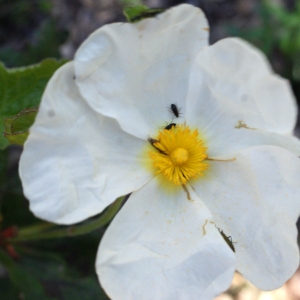 Photographie n°808885 du taxon Cistus populifolius L. [1753]