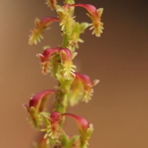 Photographie n°808887 du taxon Rumex bucephalophorus L. [1753]