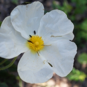 Photographie n°808888 du taxon Cistus populifolius L. [1753]