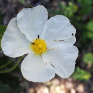 Photographie n°808889 du taxon Cistus populifolius L. [1753]