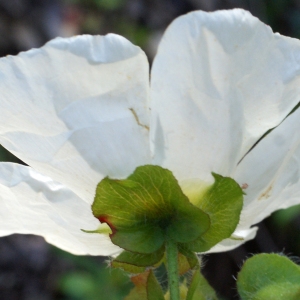 Photographie n°808891 du taxon Cistus populifolius L. [1753]