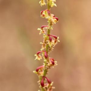 Photographie n°808903 du taxon Rumex bucephalophorus L. [1753]