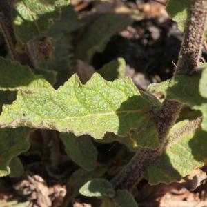 Photographie n°808946 du taxon Verbascum sinuatum L. [1753]