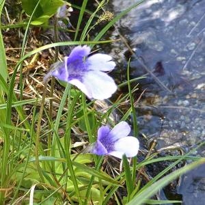  - Pinguicula arvetii P.A.Genty [1891]