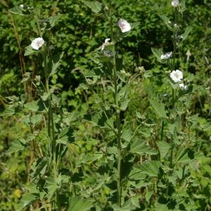 Photographie n°809305 du taxon Althaea officinalis L. [1753]