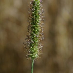 Photographie n°809419 du taxon Setaria pumila (Poir.) Roem. & Schult. [1817]